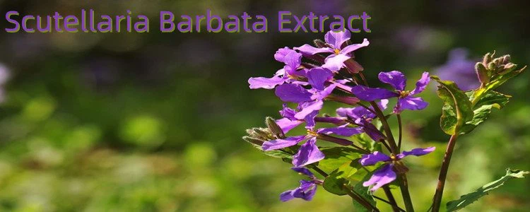 Scutellaria Barbata Extract.png